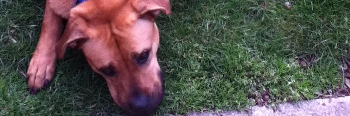 Travis Whitton banner