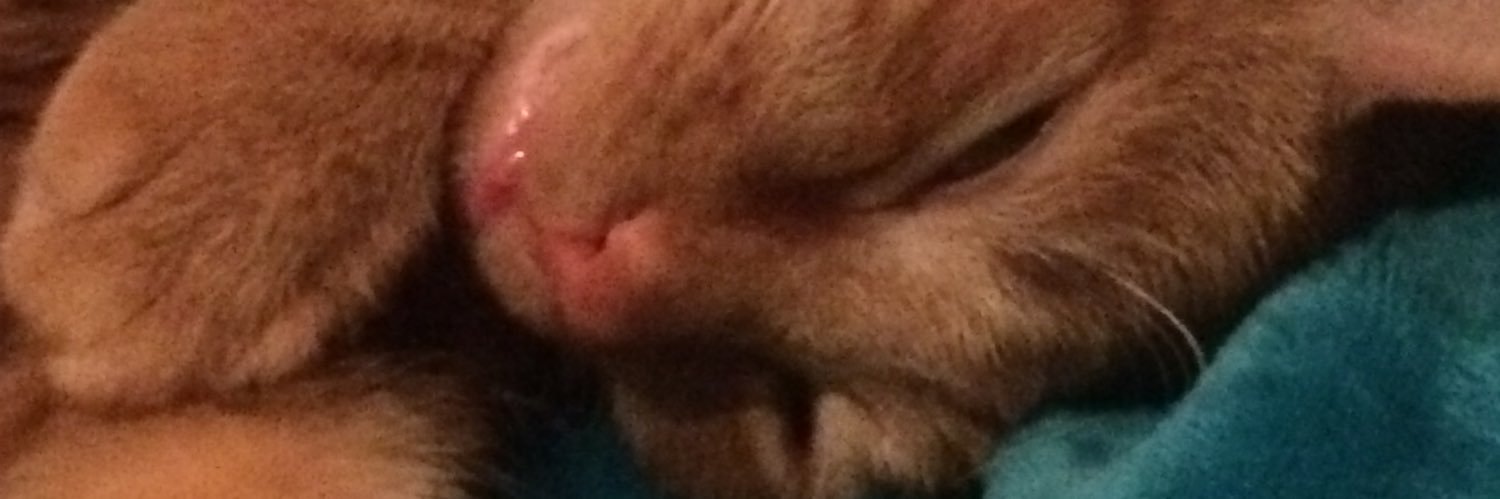 LauraPatten1's profile banner image