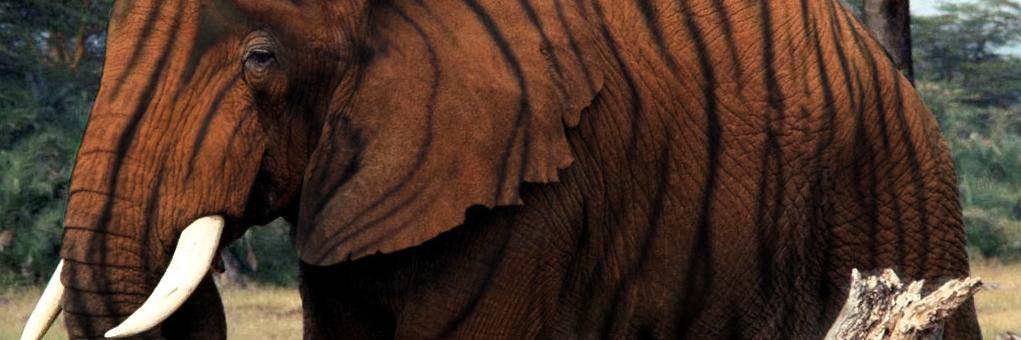 Tiger Elephant banner