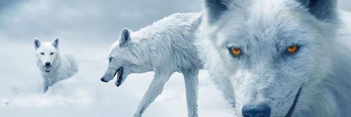 bigbear7777's profile banner image