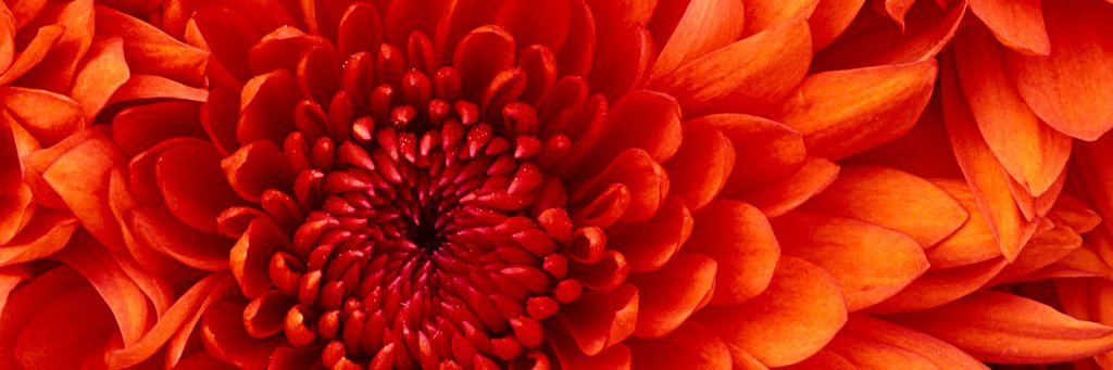 A_CurapiacaP's profile banner image