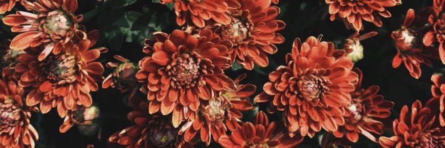 claudgrambone_'s profile banner image