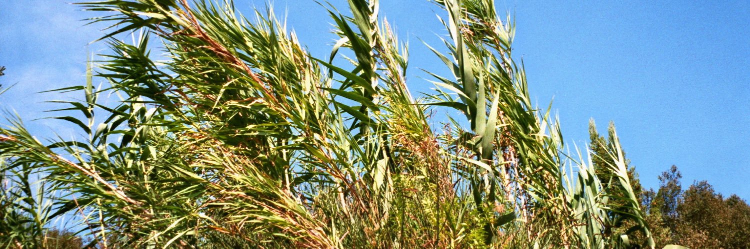 loumacours's profile banner image