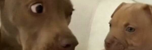 Joel 🔞 (comms open) banner