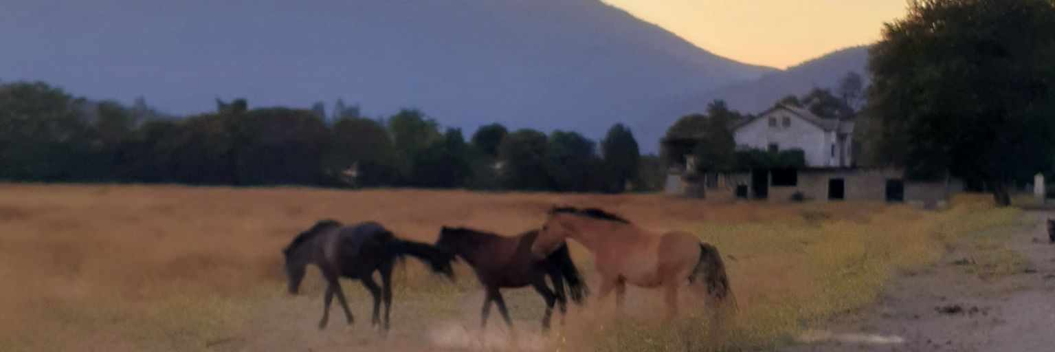 Vero del 44% 🇨🇱❤🇨🇱 banner