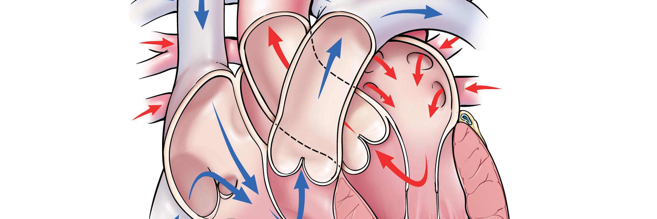 heartvalvedoc's profile banner image