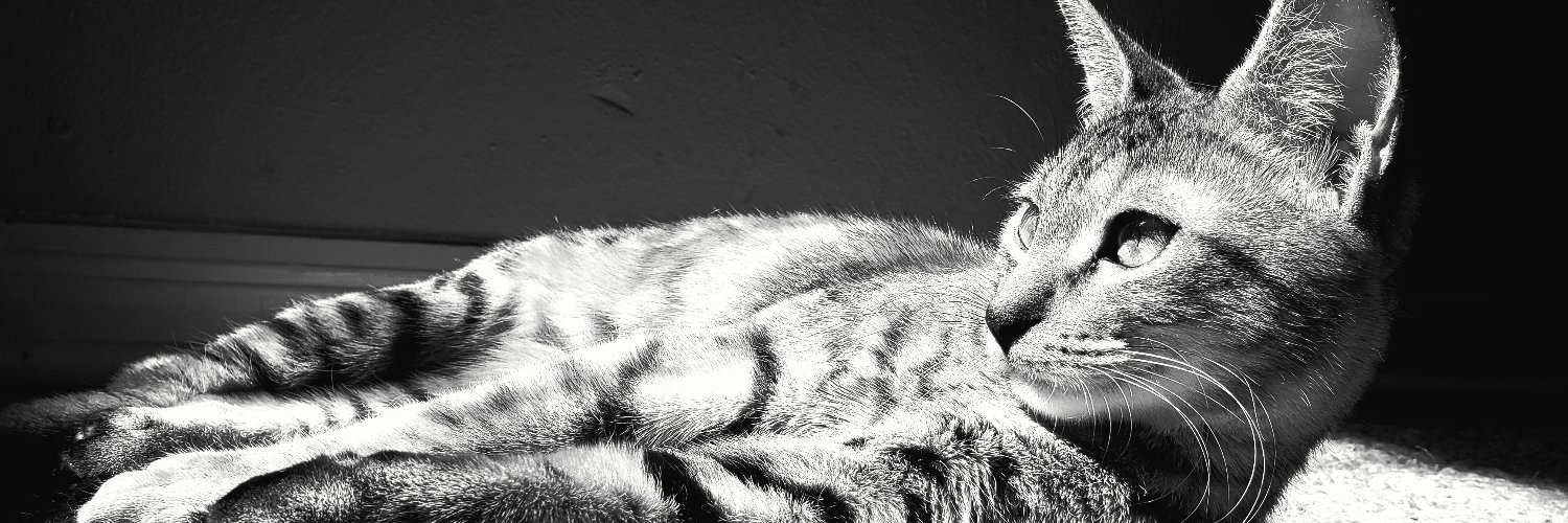 FrijoleJoe's profile banner image
