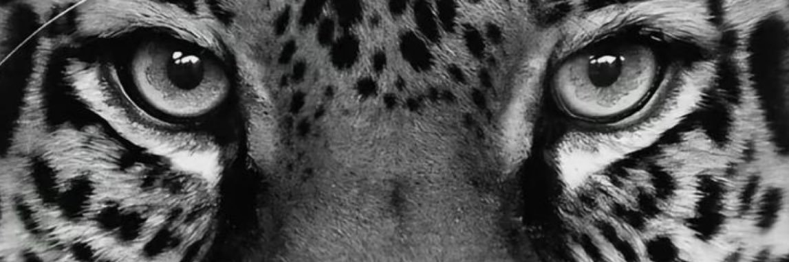 KanariLJ's profile banner image