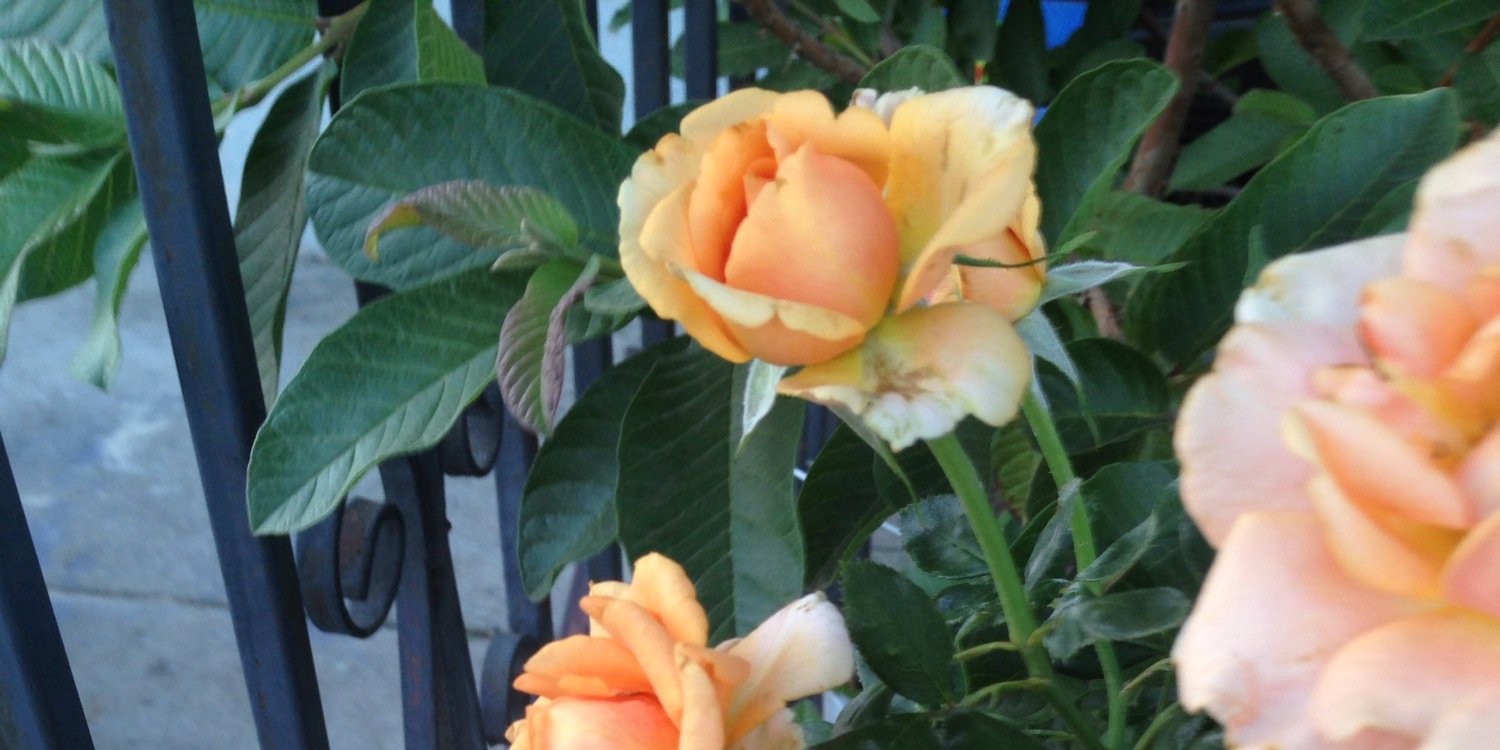 misamanda55's profile banner image