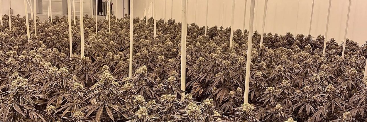 The Hemp Hut 508 banner