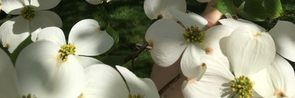 tealadyven's profile banner image