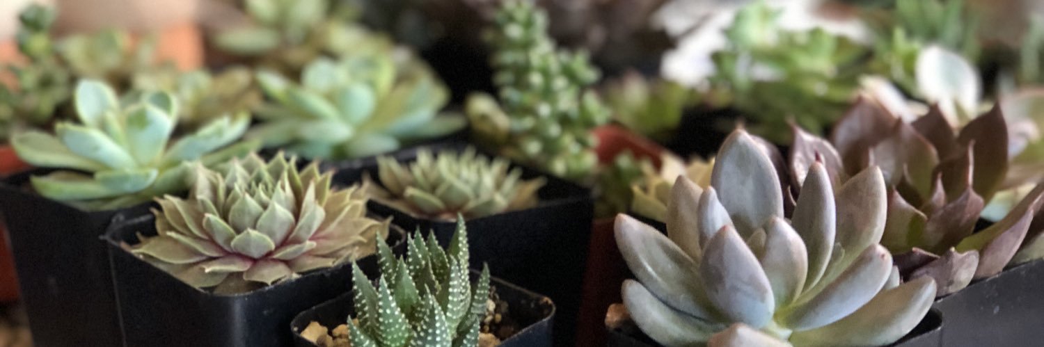 AutumLorree's profile banner image
