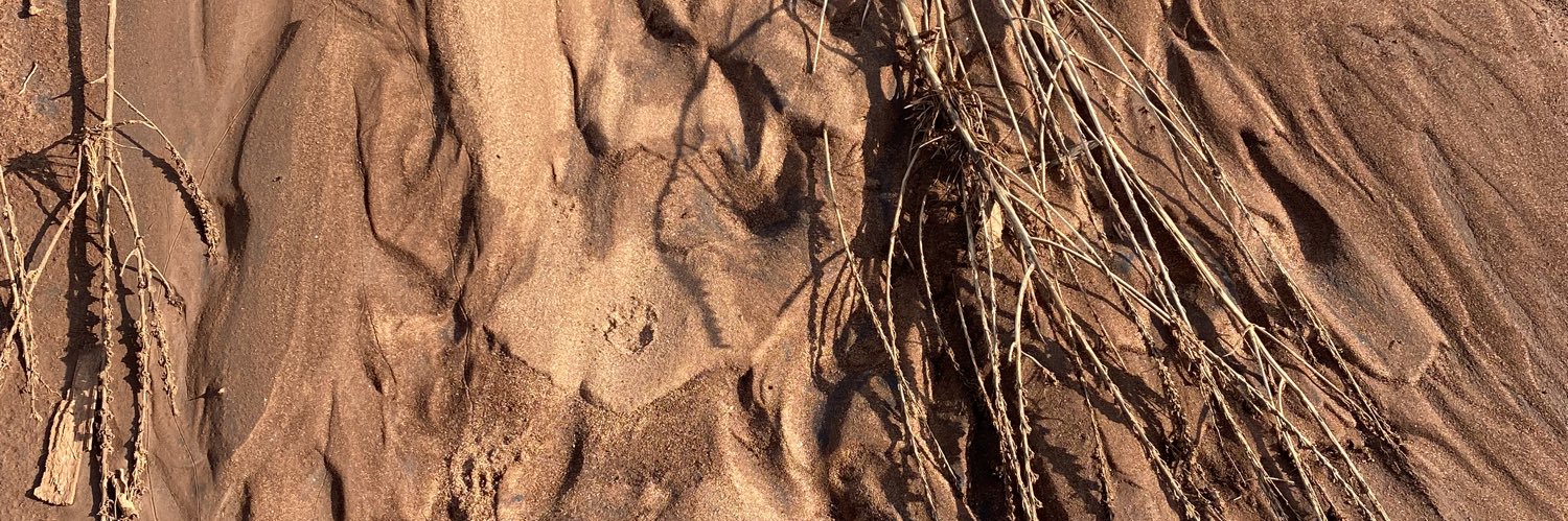 Miguel Castro banner