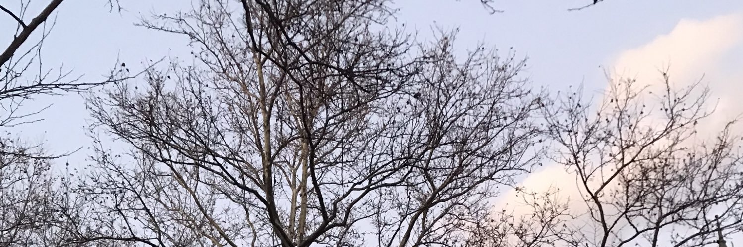 Timothy Angulo banner