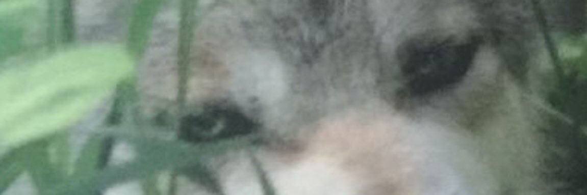 NOT A WOLF's banner