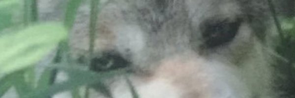 SICKOFWOLVES Profile Banner