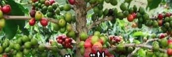 shissa2's profile banner image