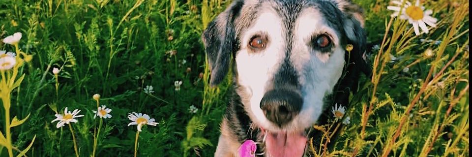 kayleehubert's profile banner image