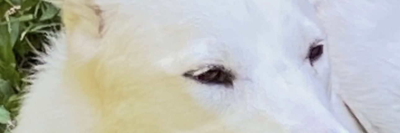 Lisa banner