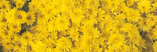 fancyfled Profile Banner