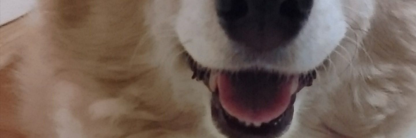 cyokoaya's profile banner image