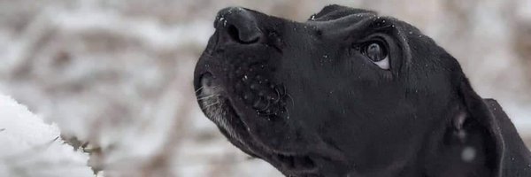 zitothebugman Profile Banner