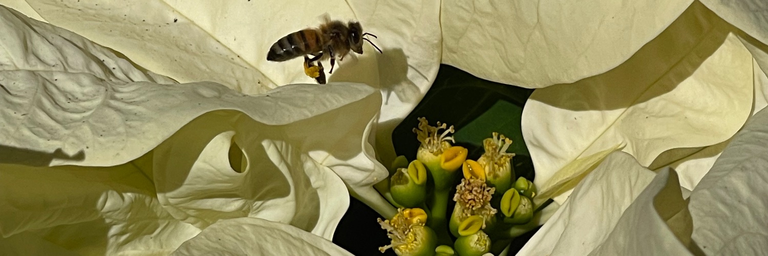 vxoleta's profile banner image