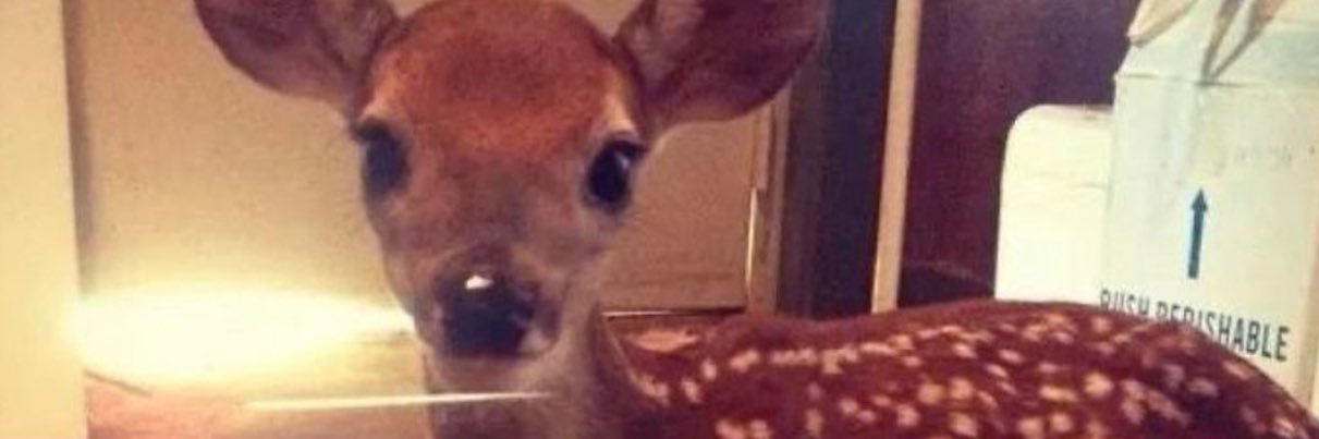 Miss Perfection 👑 banner