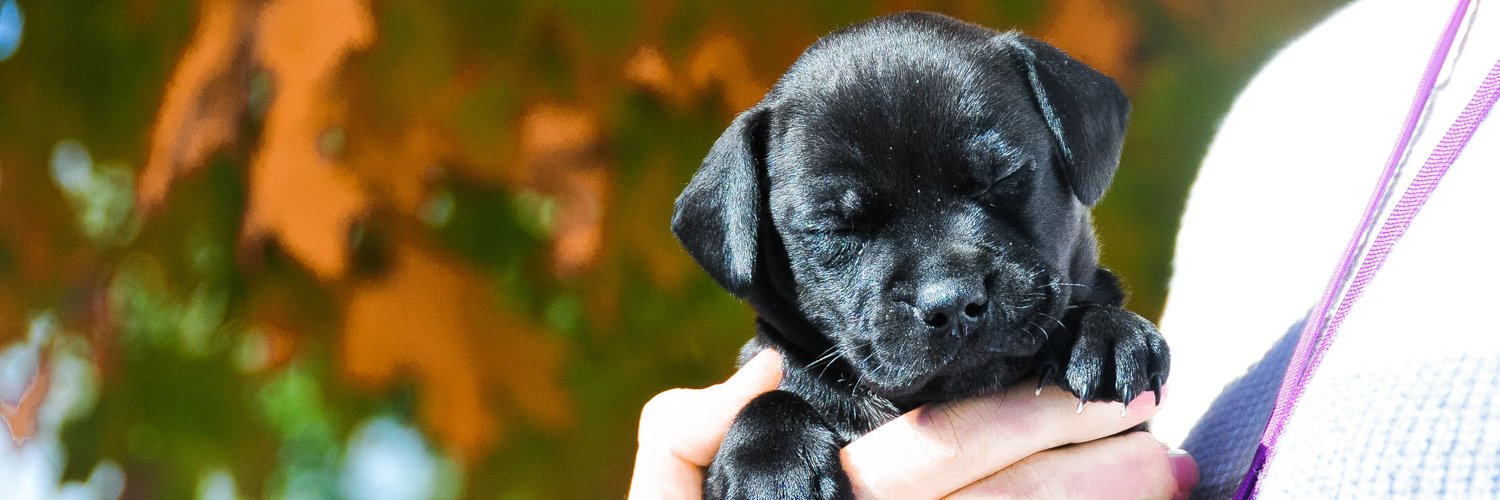 ashevillehumane's profile banner image