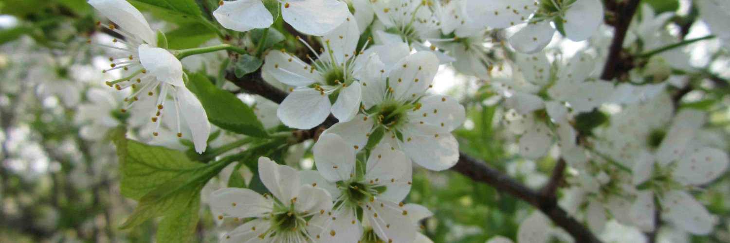 Zavier Simpson banner