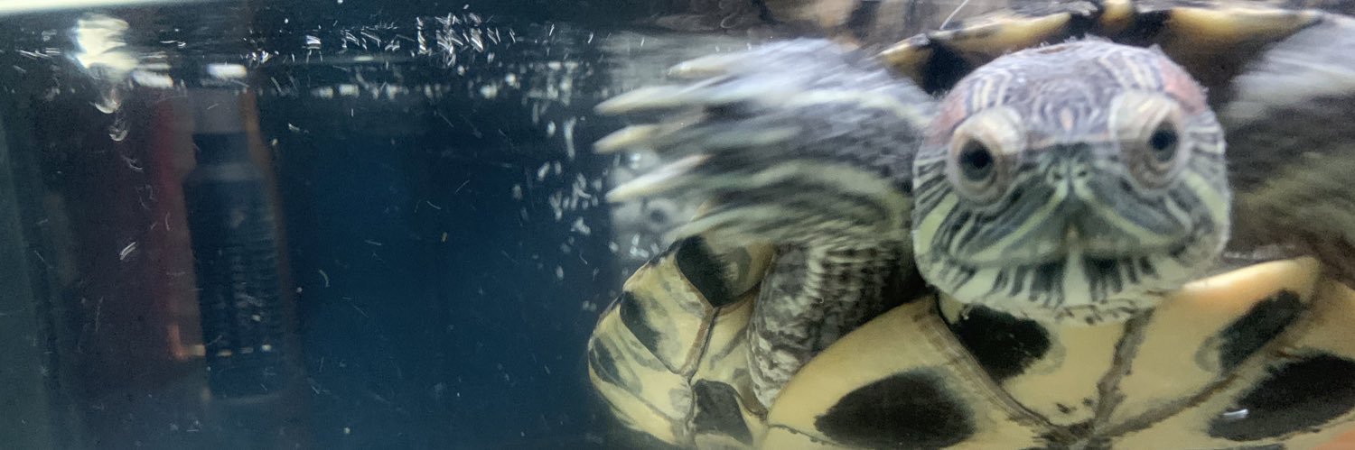 FrenchieFries_'s profile banner image
