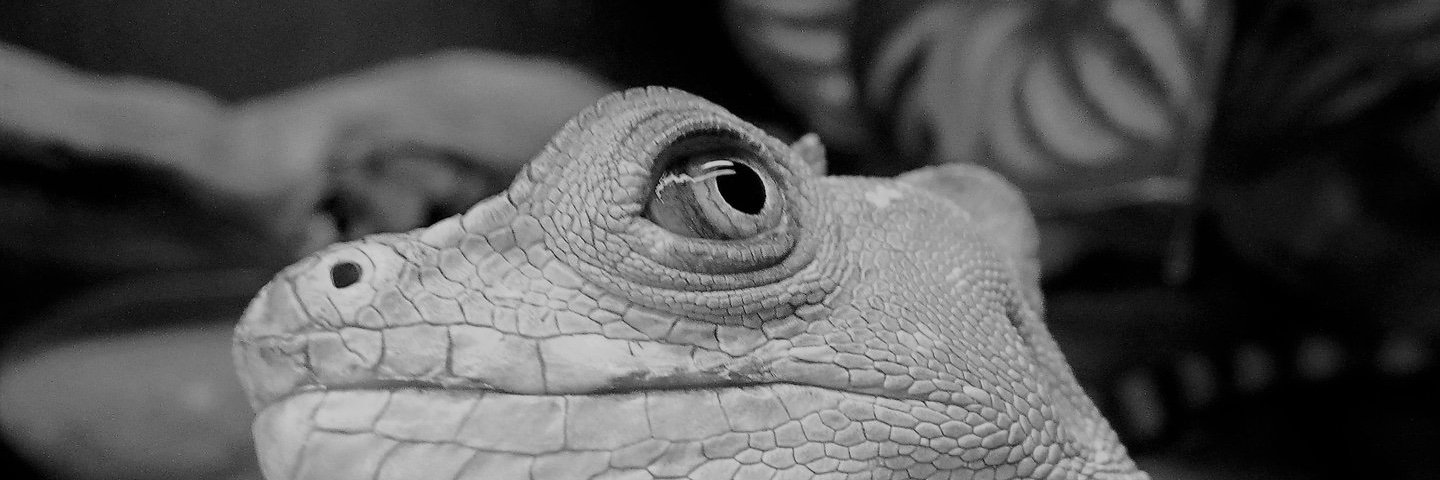 Rachel Leyland banner