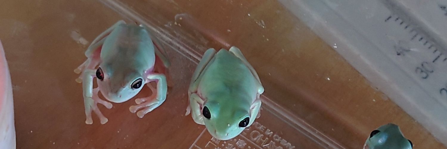 スカイコーラ@爬虫類両生類飼育 banner