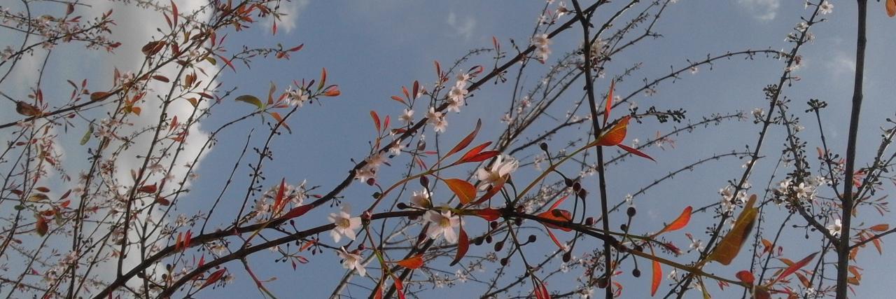 ammanesshi's profile banner image