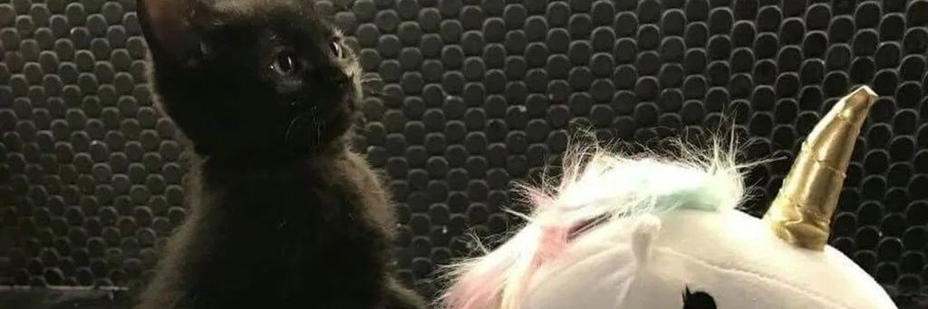 n1netails banner