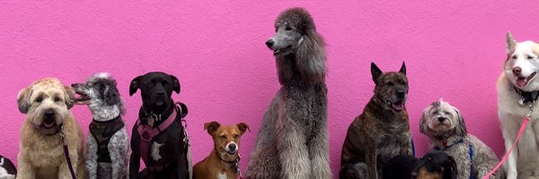 RidersForDogs Profile Banner