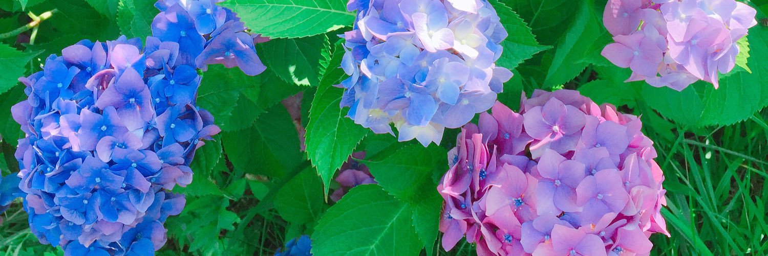 okashi_zo's profile banner image