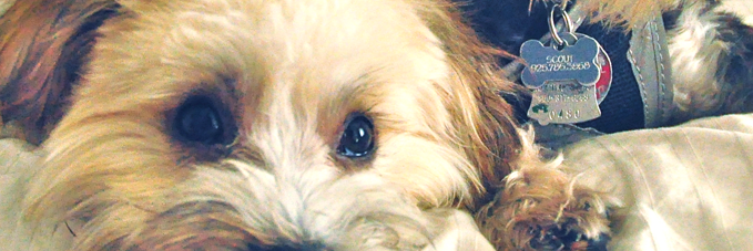 D3vilHana's profile banner image