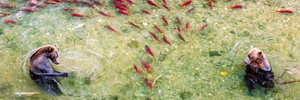 ISeaIsis Profile Banner