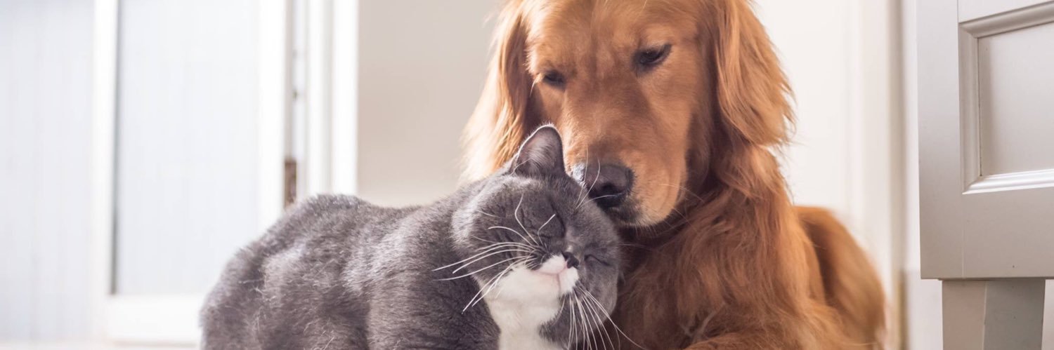 thepet_co's profile banner image