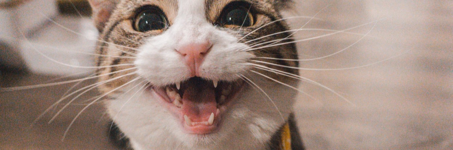Cat Cat Cat banner
