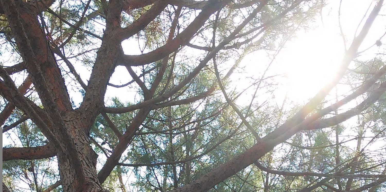 CarolinaCptl's profile banner image