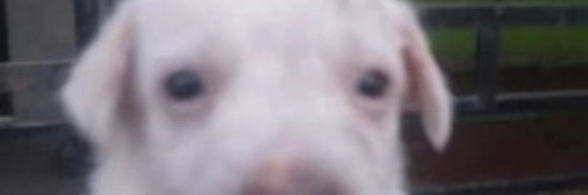 AmirtaDrop's profile banner image