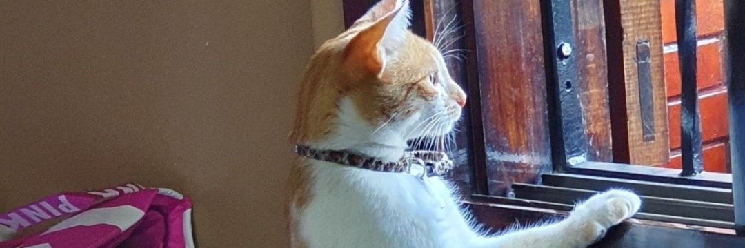 She Mirna 💜🇵🇾🇦🇷 banner