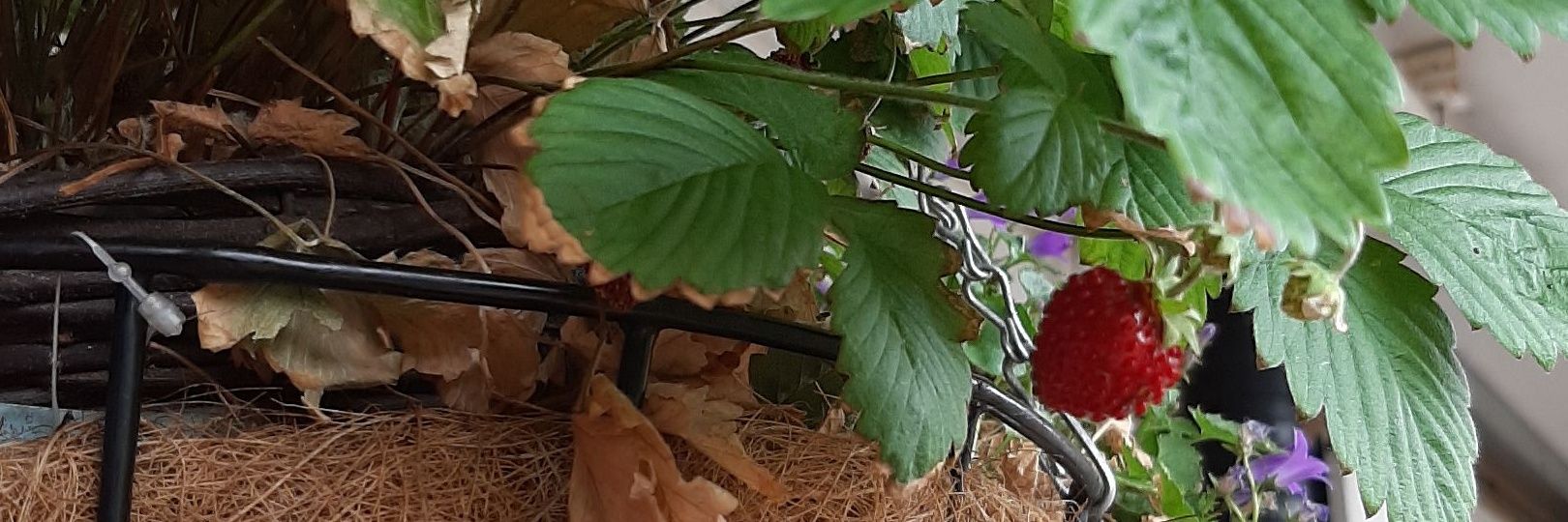 Daniel Mackintosh banner