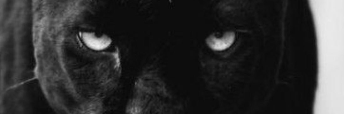 SirZupa's profile banner image
