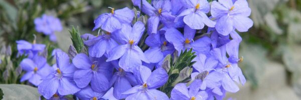 angarag Profile Banner