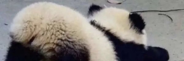 Macronesia14059 Profile Banner