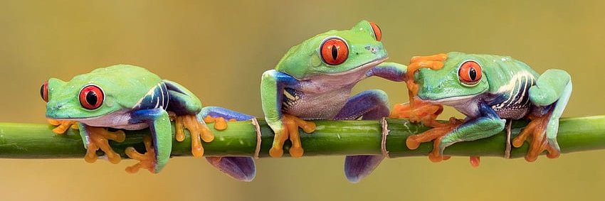 Naturaleza Out Of Context's banner