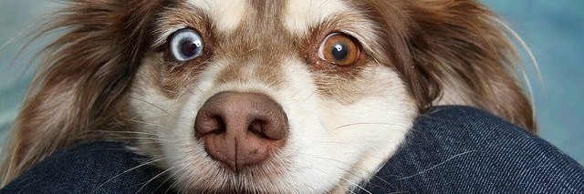 PistachioChua banner